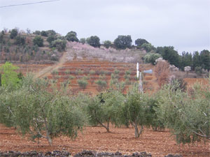 casita molino olive almond hazelnut